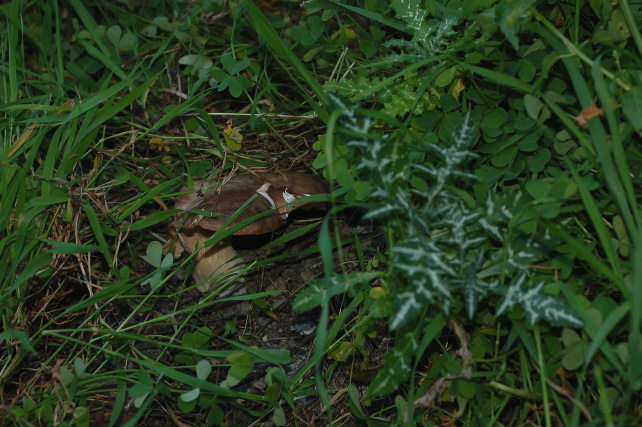 Pleurotus eryngii?